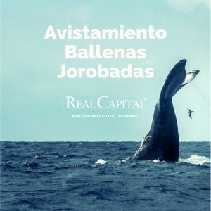 AVISTAMIENTO-BALLENAS-JOROBADAS-1