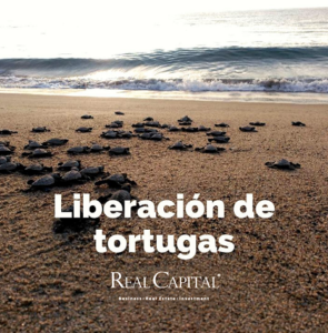 LIBERACION-DE-TORTUGAS