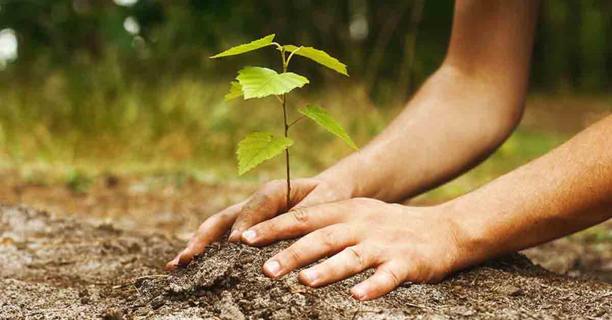 La_importancia_de_la_reforestacion_en_Mexico