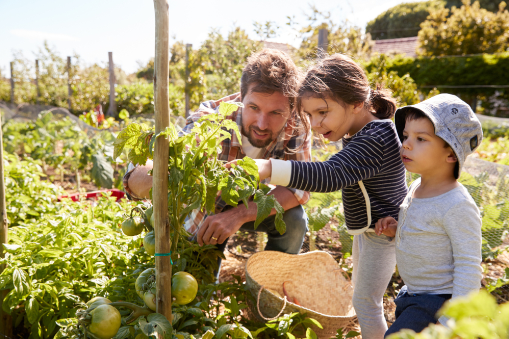 Father,And,Children,Looking,At,Tomatoes,Growing,On,Allotment